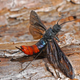 A female native woodwasp (Sirex nigricornis). Photo Courtesy Erich G. Vallery